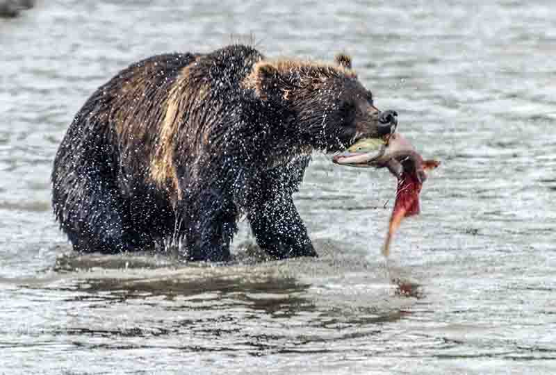 Oso Pardo - Kamchatka - Rusia 25.jpg